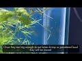 The Ultimate guide to breed Colour Widow tetra’s ||   how to breed widow tetra fish step by step