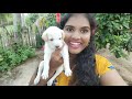 What to feed your puppy❓Puppy food information | Dogs food details 🐶 எது சிறந்த உணவு முறை ? 🐾🌭🦴❓