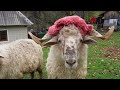 Mountain people of the Carpathians/Life in a isolated village/Traditional food