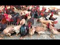 Inside the poultry farm, raise a lot of chickens | Feed the chickens