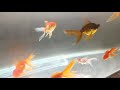 The Ultimate way to treat dropsy and swim bladder problem in fish