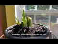 How To Make Your Snake Plant Bloom, And Bring Prosperity To Your House (Housekeeper’s Vlog)