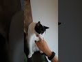 Cat does anything to avoid petting.