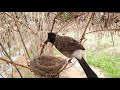 Savage Snake Attack on Baby birds | Parent's Unbearable Reaction | Black Headed bulbul in nest day 8