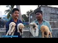 🤯 labrador dog low price Selling farm in Chennai⁉️|#pets#labrador#dog#yt#farm#labradorretriever