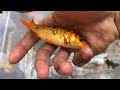 WOW!!! Tangkap Ikan Sapu Sapu Ikan Koi Ikan Komet Ikan Sepat Ikan Molly Ikan Betok Belut Bulus Keong