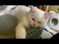 Bringing Home a New Ragdoll Kitten (Toby's Brother) | The Cat Butler