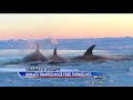 11 Desperate Orcas Trapped in Ice Make Dramatic Escape