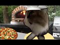 cat making pizza