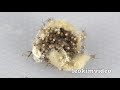 Redback Spiders Week 10 Spiderlings Are So Cute & Deadly EDUCATIONAL VIDEO
