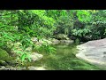 Gentle Green Forest Stream, Sound of Wild Birds, The Most Wonderful Relaxing Sounds of Nature