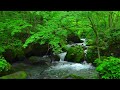 Sound of Wild Birds, Soothing Sound of Clear Blue Streams, Relaxing Sounds Help Reduce Stress, ASMR