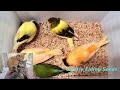 9 Hr Bird TV For Cats, Cat Watching Birds : Cat Bird TV Videos, Keep cats occupied. Cat's TV Video.