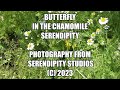 Butterfly In The Chamomile Serendipity
