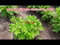 Powerful organic potato protection from pests: 100% NATURAL INSECTICIDES