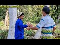 Hồi hộp Vua Khỉ cưa cặp kè 2 cây Cóc , Dừa Cutting many trees