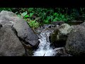 Fresh Forest Atmosphere with Birds Chirping, River Flowing Sounds to Relax