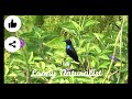 I Purple Sunbird I | দুর্গা টুনটুনি / মৌটুসী | Nature Clicks