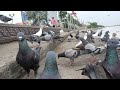 Collection Hungry Dove 🕊️, Very hungry Pigeons, Amazing Dove eating