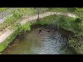 Bears take over Beaver Lake. Drone shot of the bears swimming