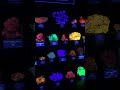 Rock of the Week #74: Fluorescent Minerals