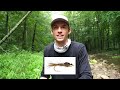 The BEST Flies for Trout || Fly Fishing for Beginners (Streamers, Nymphs, Dry Flies)