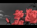 saint jhn ~ roses (imanbek remix) ﾉ slowed + reverb ﾉ