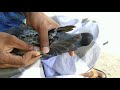 HOW TO PIN PIGEON'S FEATHER IN A SIMPLE WAY TAMIL