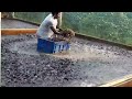 Catfish Farming In Cement Tank In Asia|hybrid magur fish farming in india