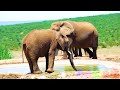 Wild Animal Sounds In Nature: Cow, Horse, Dog, Elephant, Rooster,  Hen, Duck,... | Animal Moments#10