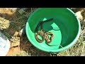 Top 6 amazing and interesting videos on how to trap eels, crabs and fish, full of fun :part 3
