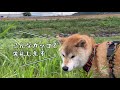 【柴犬】雨で増水した川に愛犬が落下！…直後に○○○を探すも流れて来ず