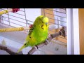 3 Hour Sounds of Budgies for Lonely Birds