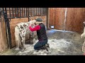 Shedding out my tiny horse ~ EPIC grooming session
