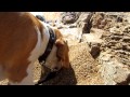 Beagle a la plage les sables d'olonne