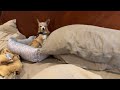 Funny Great Dane's Nose Is Out Of Joint As Chihuahua Takes Over The Bed