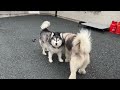 Giant Husky V Puppy Malamute Rough Play But Make It Cute