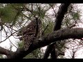 Barred owls laughing