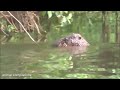 Eager Baby Beavers Eating Timber - CUTEST Compilation