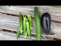 Harvesting vegetables