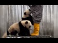 Panda babies drink bowls of milk