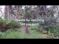 Virtual nature walk | Relaxing nature sounds | bird song | bees flying sounds | woodland ambience.