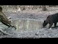 Waterhole Trail Camera Pickup