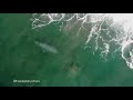 Massive Gray Whale Greets San Diego Surfers