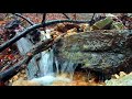 ASMR Sleep Relaxation Music | Meditation Music | ASMR Flowing Water Sounds [ Sounds of Nature ]
