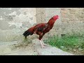 Aseel Rooster Crowing Machine | Rooster Crowing Sound Effect | aseel murga ki aawaz #uniquepetsworld
