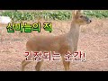 먹보 고라니가 산마늘을 다 해치워버렸네요