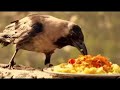 தினமும் காக்கைக்கு உணவு வைப்பவர்கள் பாருங்கள் | feeding food to crow daily  |#nammabhoominammasamy