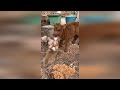 Cute Welsh Corgi Puppies Video Compilation / Funny Corgi puppies Part 1
