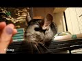 Cute Chinchilla Compilation 2019